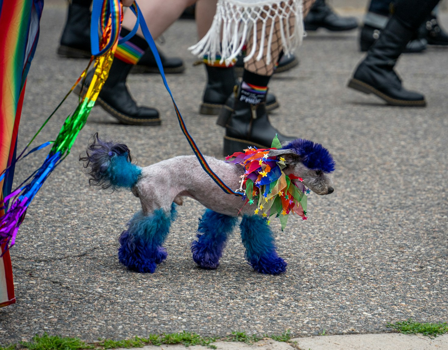 How To Choose The Perfect Harness