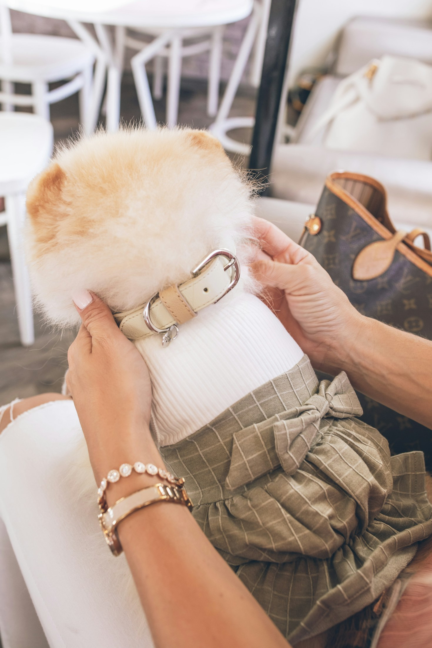 Seasonal Colors For Your Happy Pet