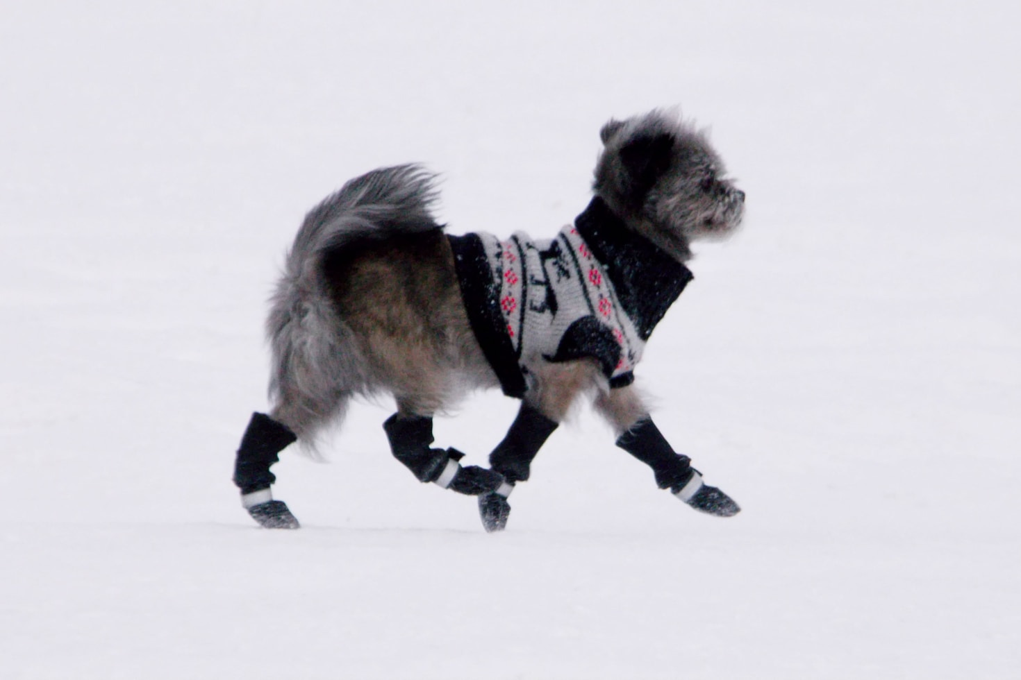 Why Your Pet Needs A Wardrobe